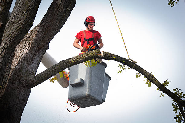 Best Emergency Storm Tree Removal  in Fort Ashby, WV